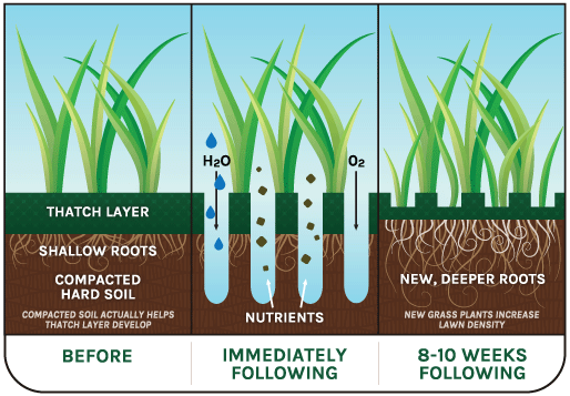 core aeration and overseeding diagram