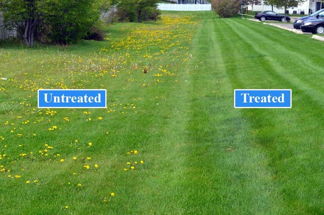 Untreated vs Treated Lawn